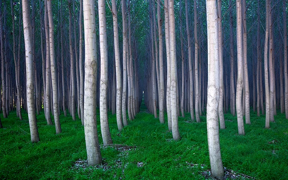 Лес с тонкими деревьями