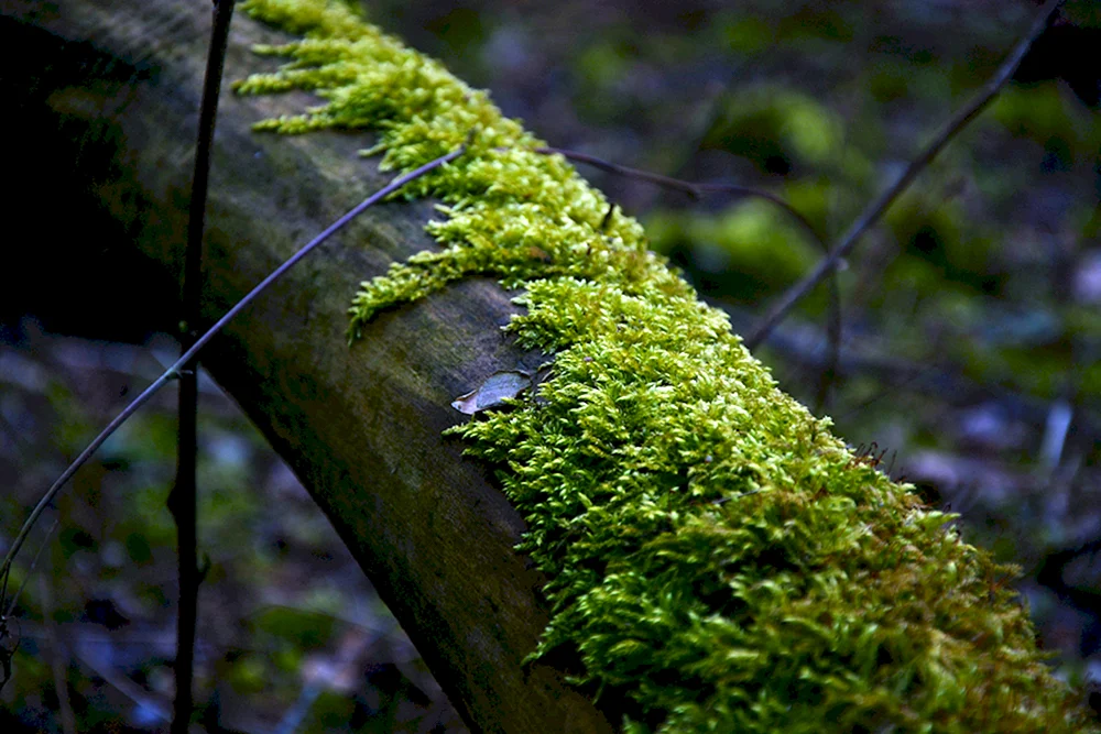 Лесной мох Экзотерра