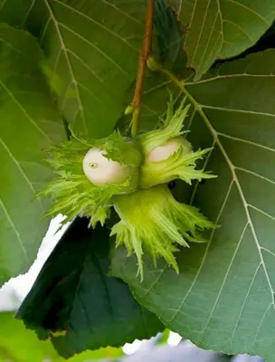 Лесной орех дерево орешник