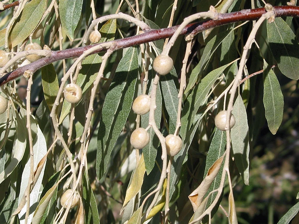 Лох узколистный Дикая маслина