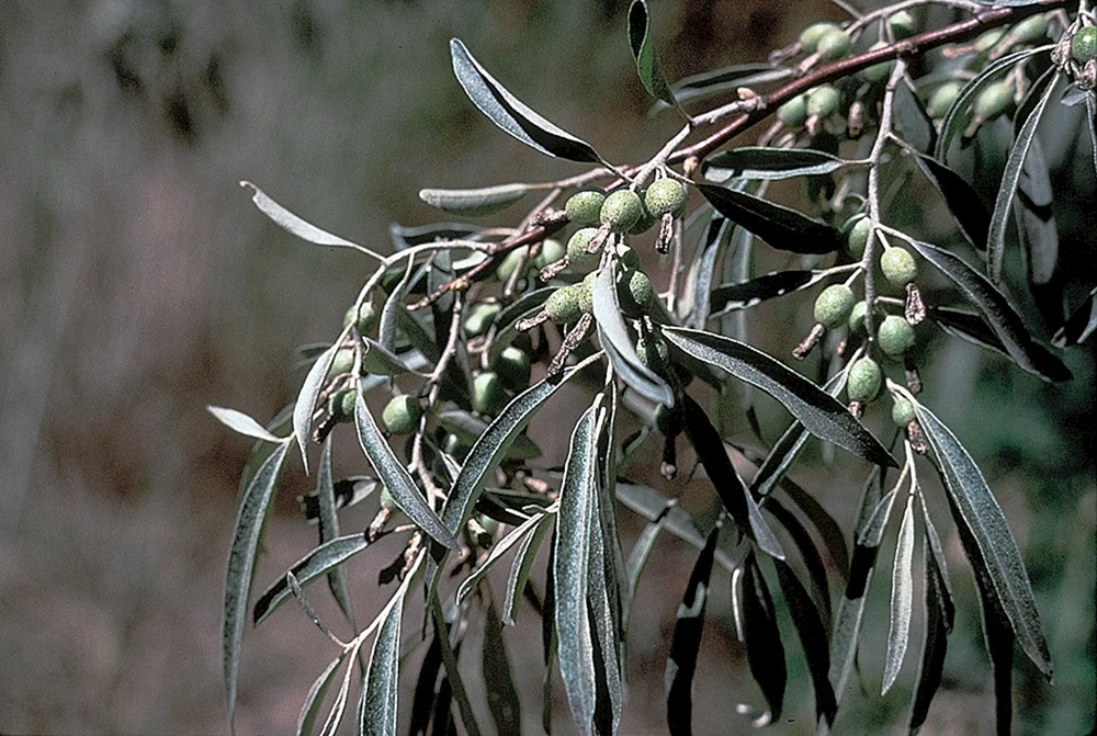 Лох узколистный Elaeagnus angustifolia l.