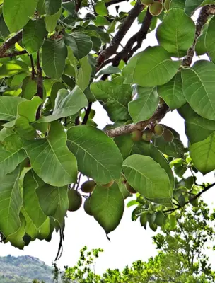 Mahua дерево