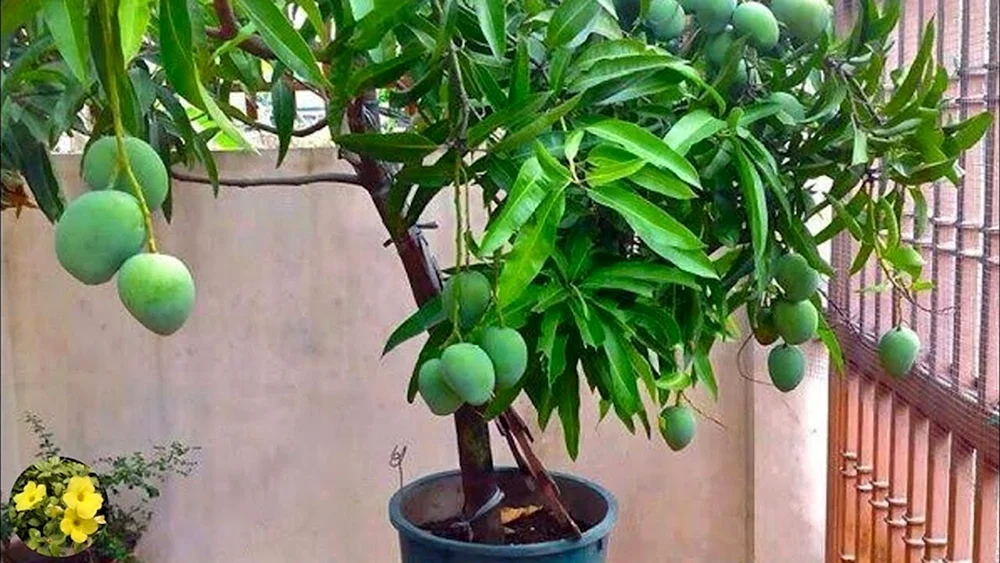 Манго дерево в горшке