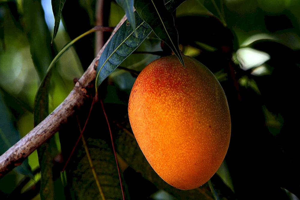 Манго фрукт дерево