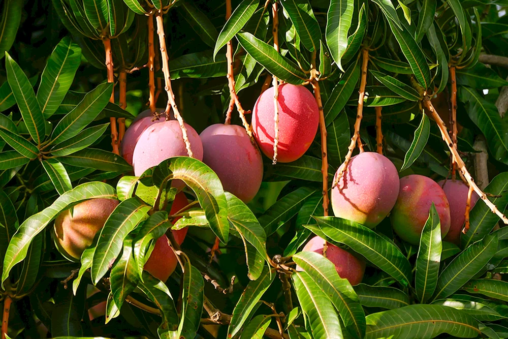 Манго фрукт дерево