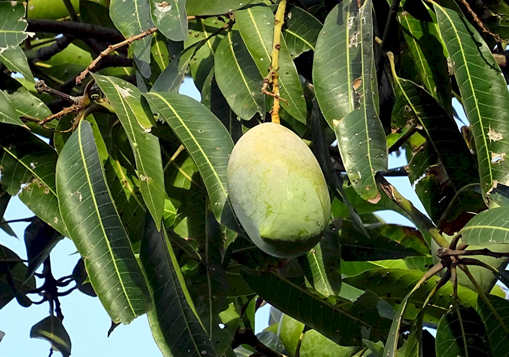 Манго индийское дерево