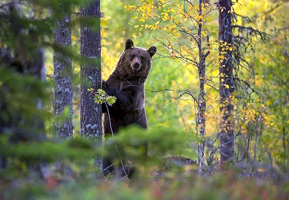 Медведи в лесу Kim Norlien