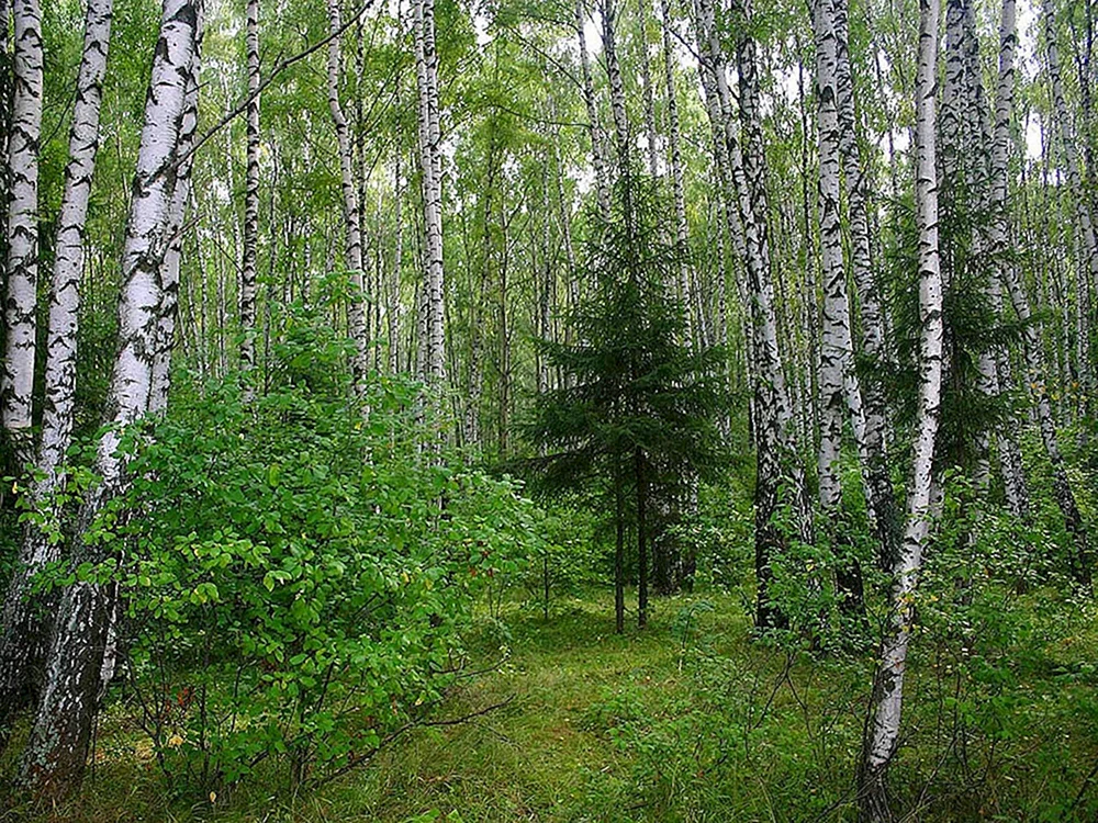 Мелколиственные березовые и Березово-осиновые леса Урала