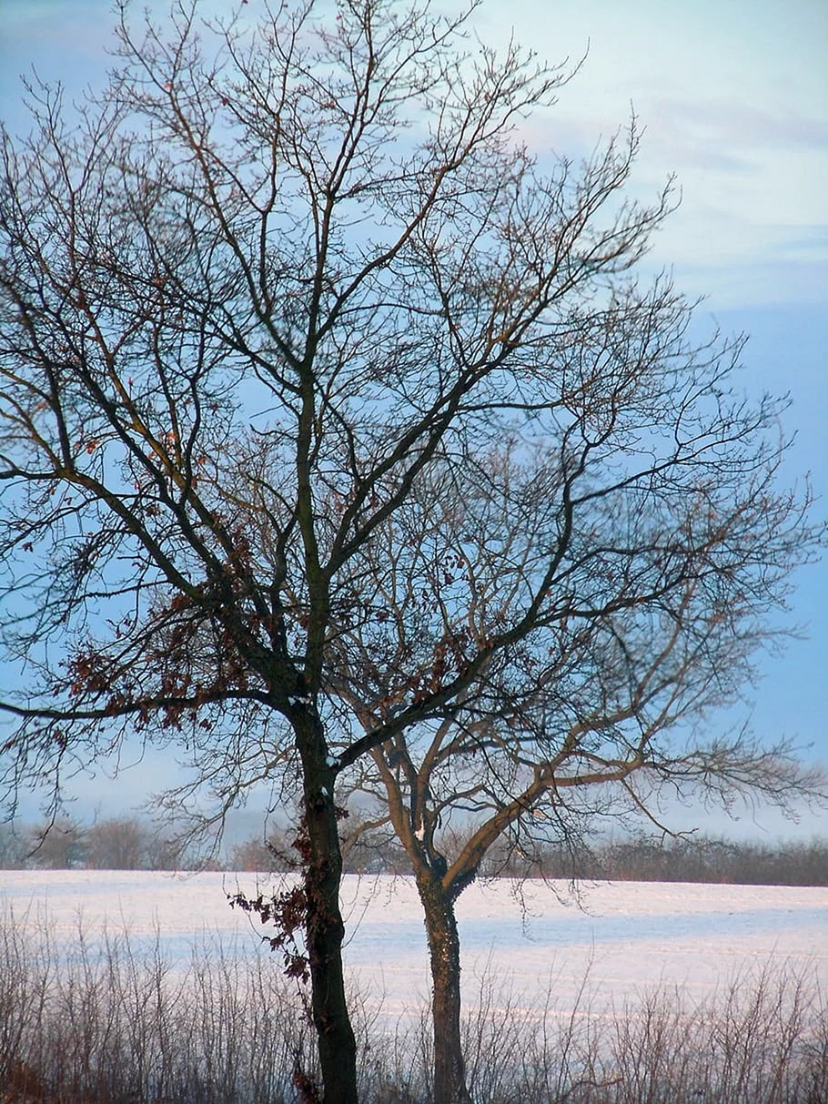 Мёртвое дерево зимой