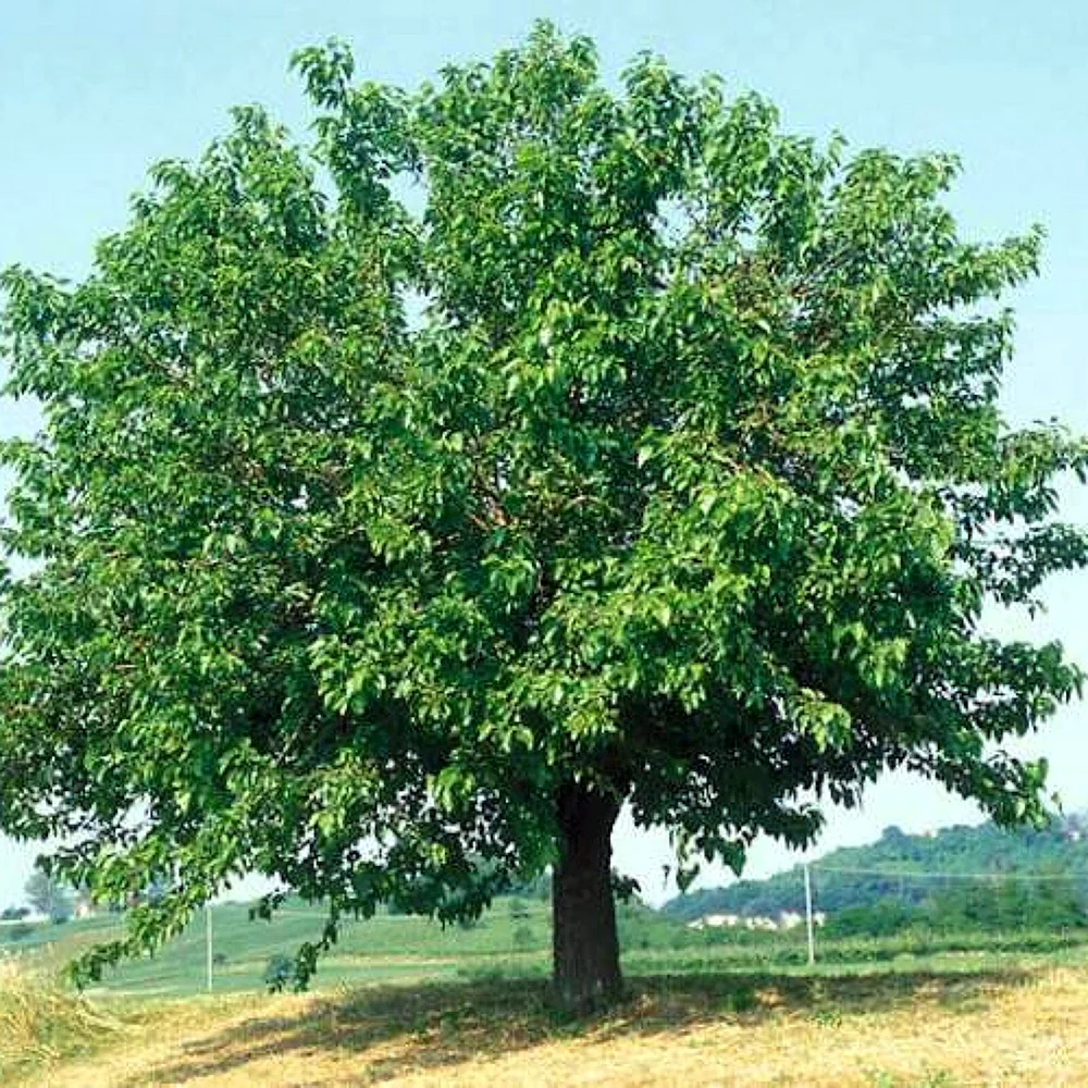 Morus Alba шелковица дерево