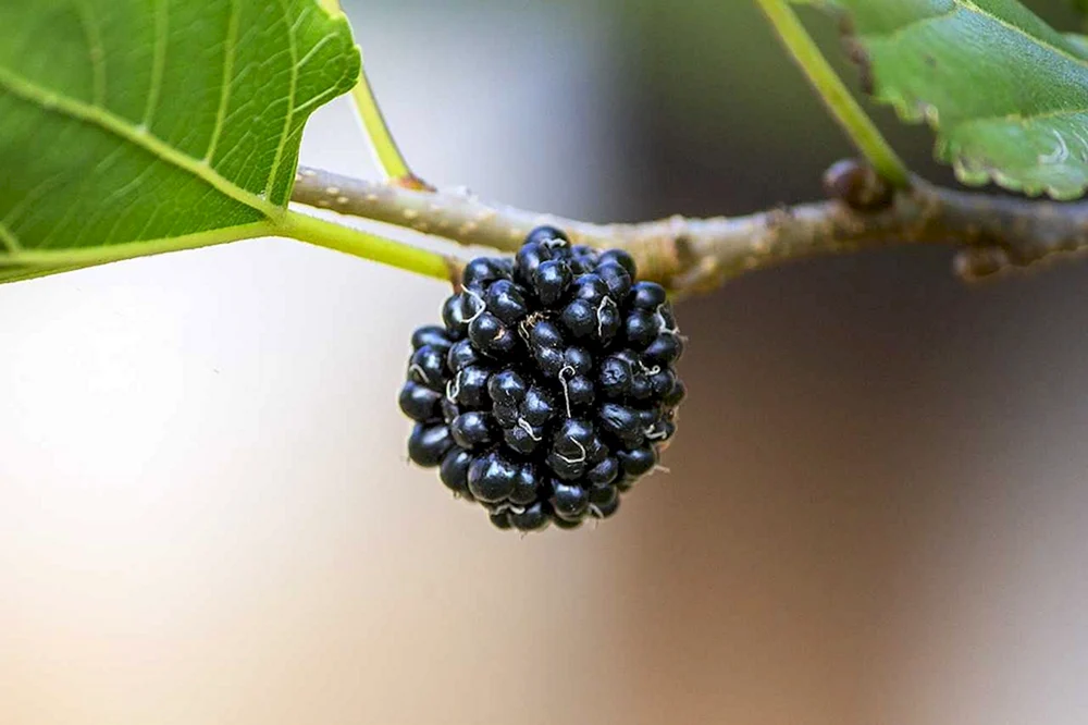 Mulberry шелковица