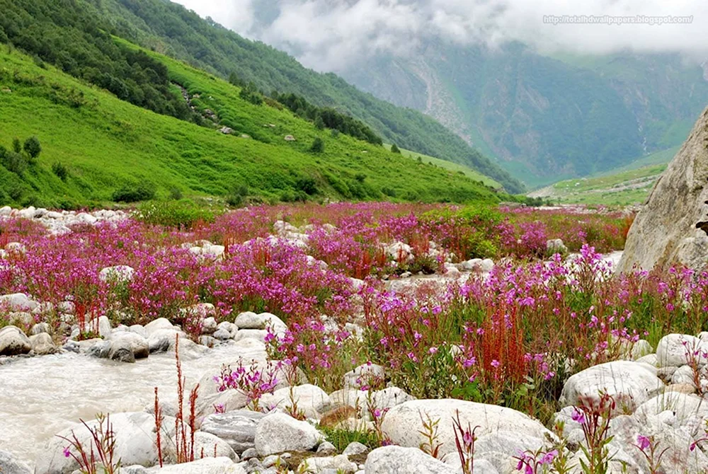 Национальный парк Долины цветов Уттаракханд