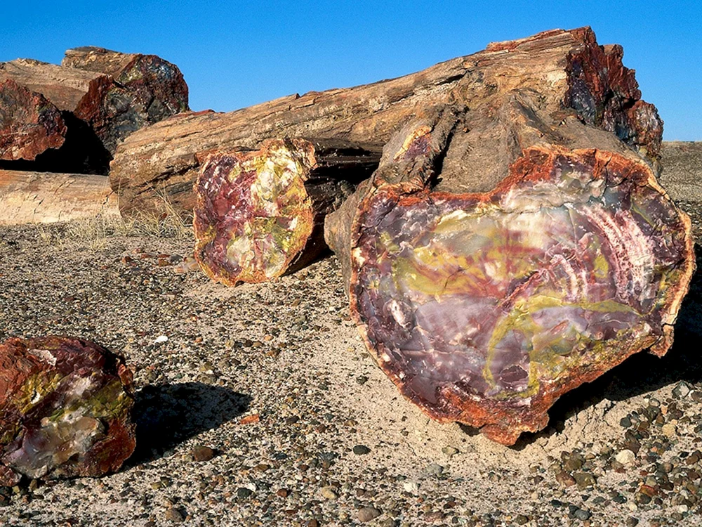 Национальный парк Петрифайд-Форест Аризона