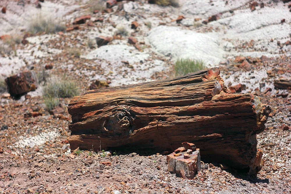 Окаменелое дерево Гранд каньон