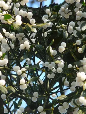 Омела белая растение