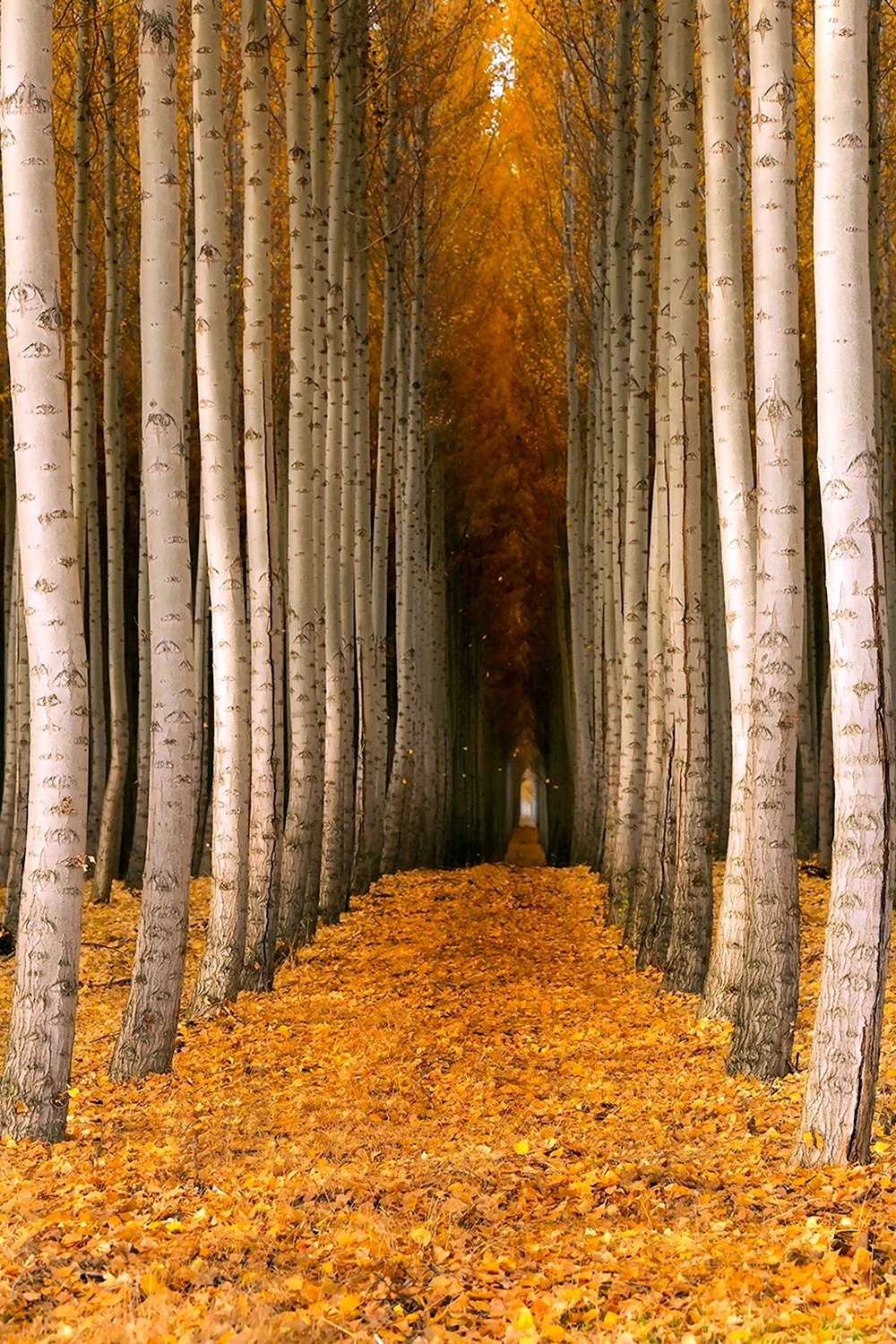Осень тоннель деревья
