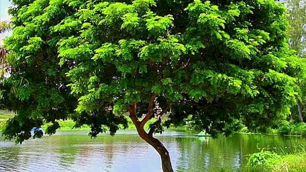 Пау Бразил дерево