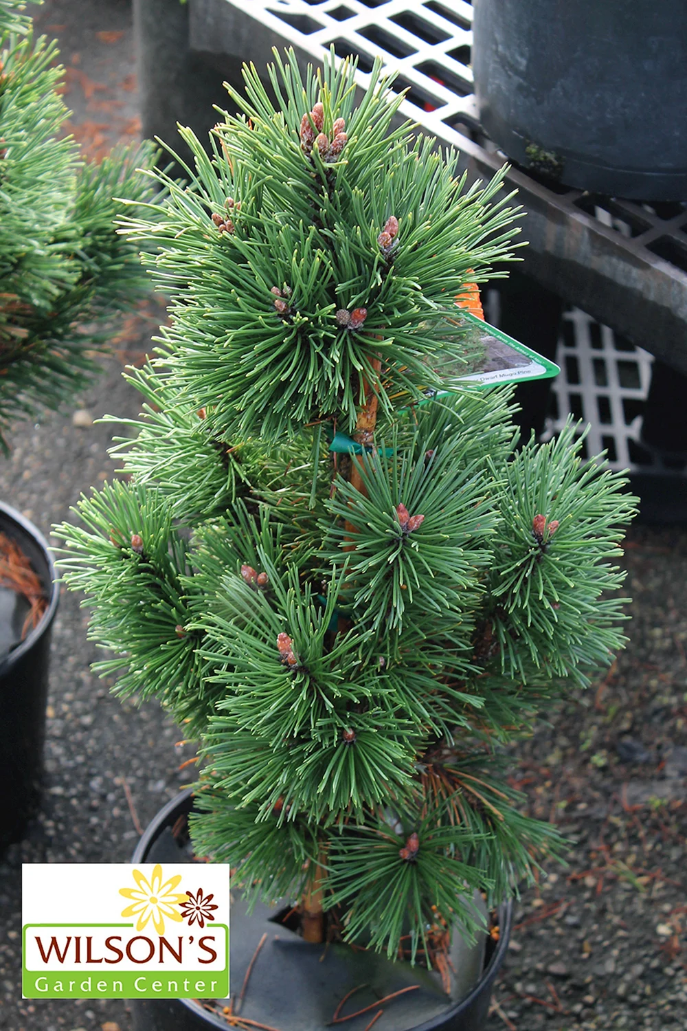 Pinus columnaris