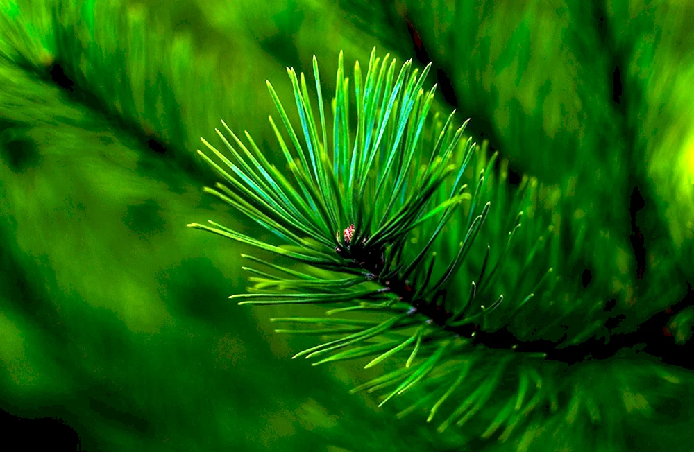 Pinus елка пихта зеленоголубая 2.7