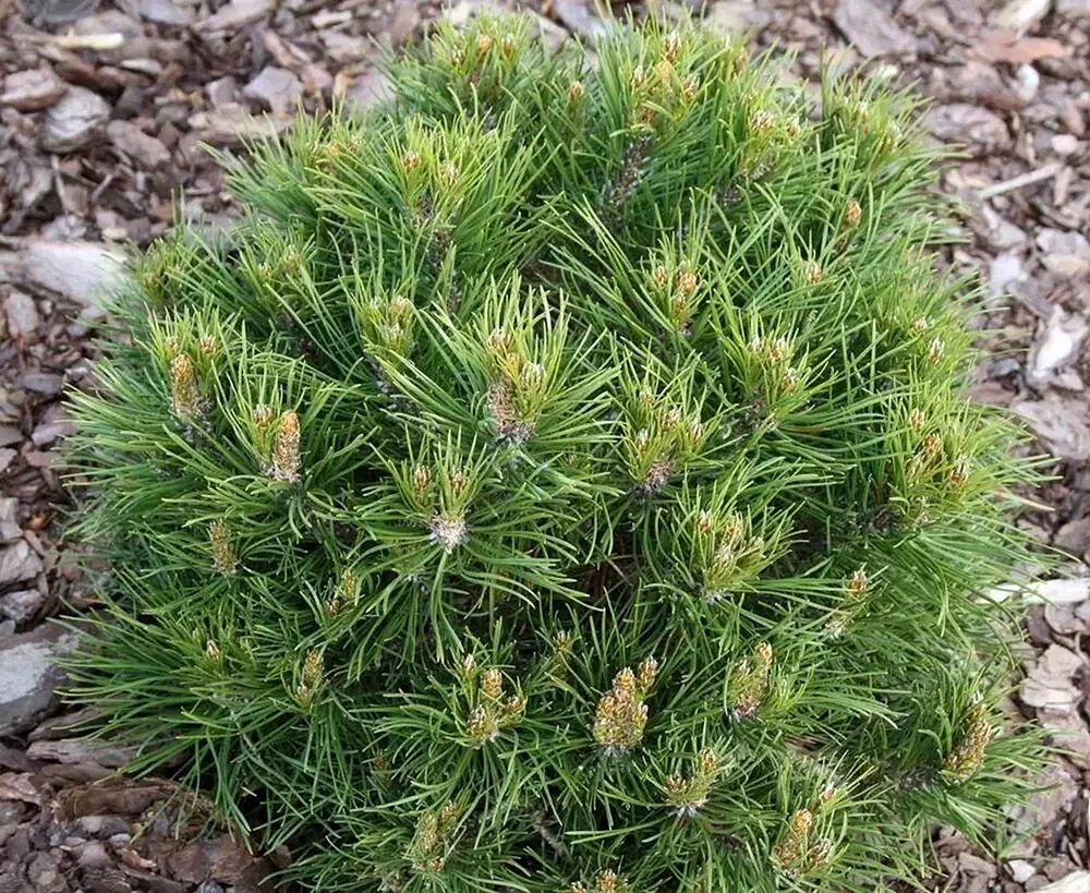 Pinus mugo Hesse