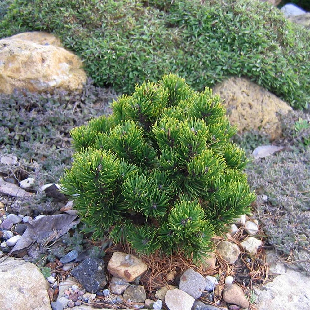 Pinus mugo hnizdo
