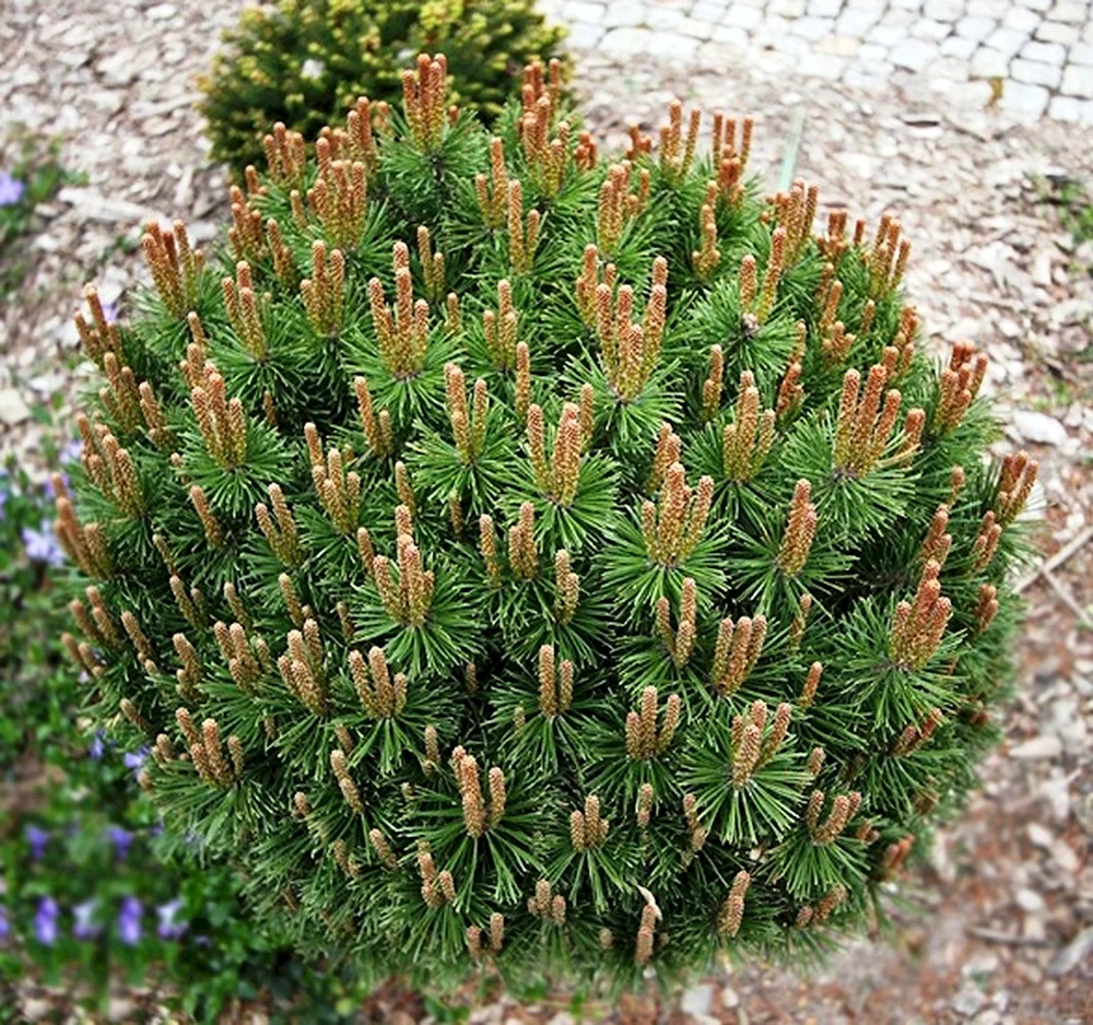 Pinus mugo Klostergrun сосна Горная Клостергрюн