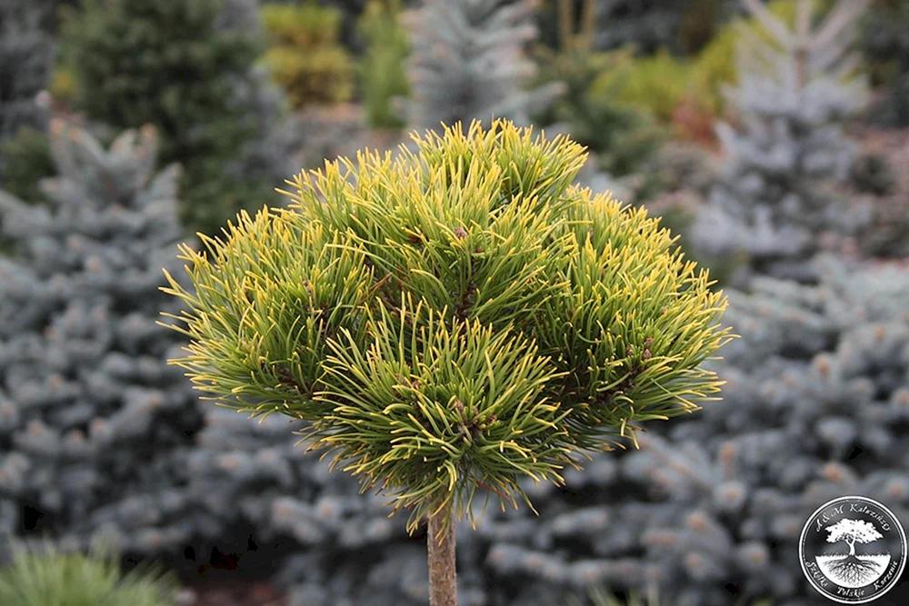 Pinus mugo Laarheide