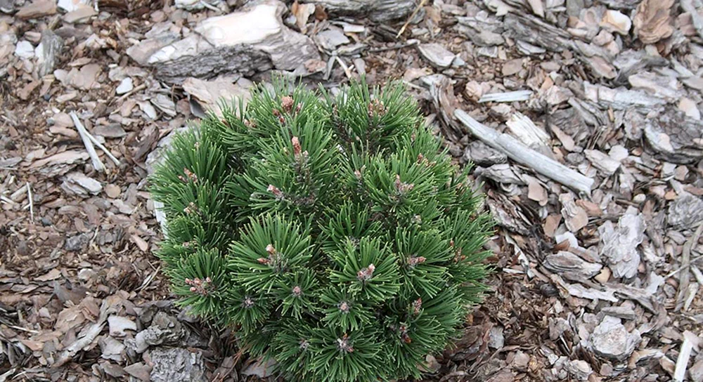 Pinus mugo Ofenpass