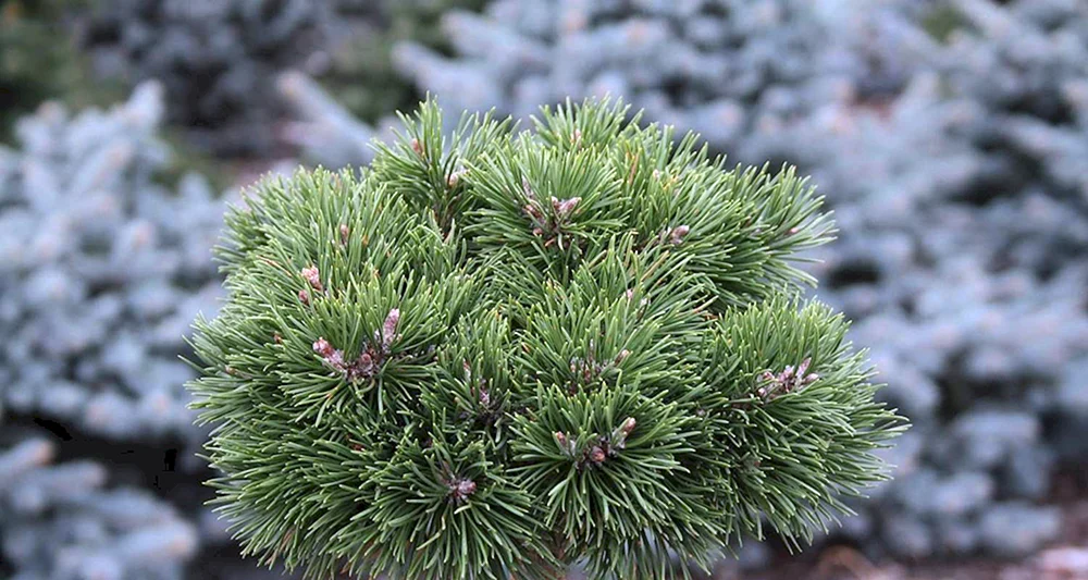 Pinus сосна uncinata Grune Welle