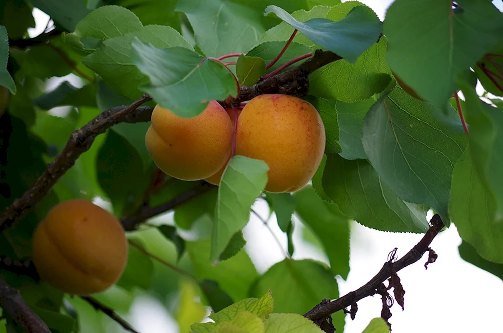 Плодовое дерево абрикос