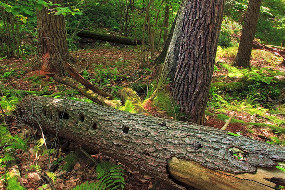 Поваленное дерево в лесу