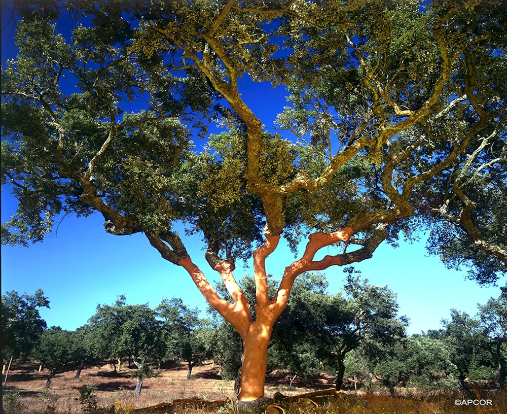 Пробковое дерево Португалия