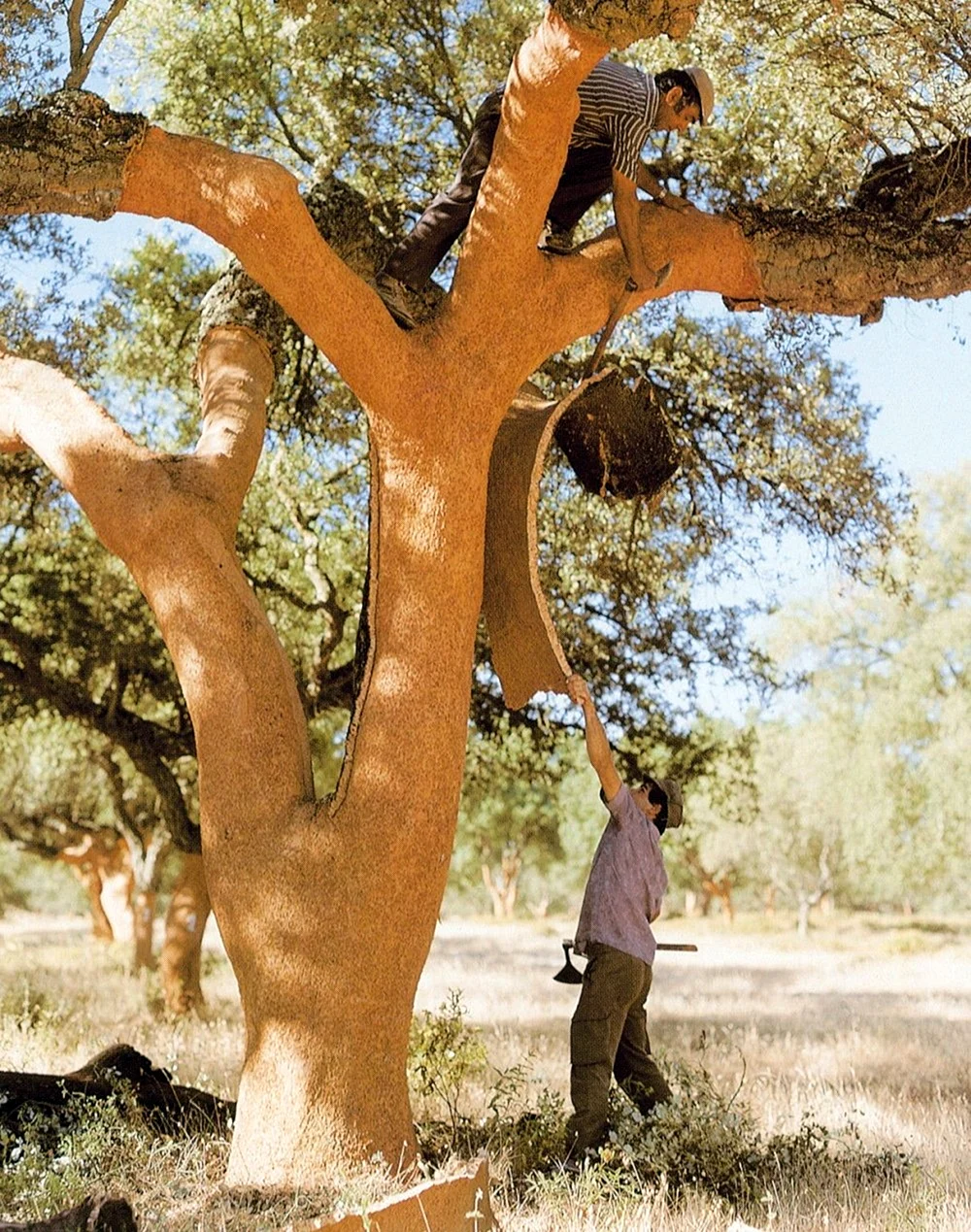 Пробковый дуб в Алжире