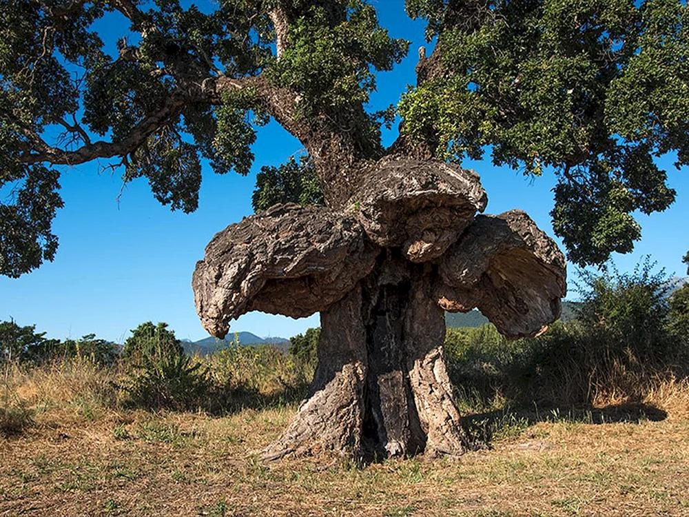Пробковый дуб в Португалии
