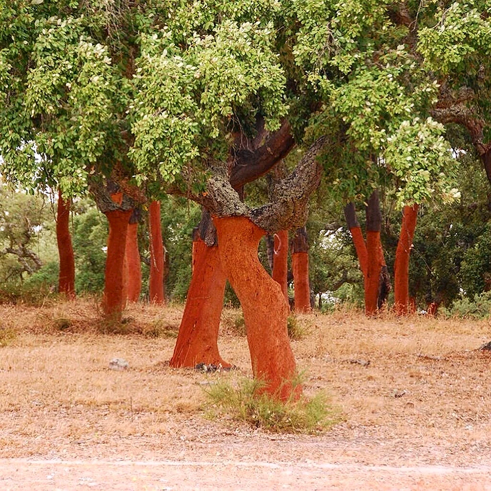 Пробковый дуб в Португалии