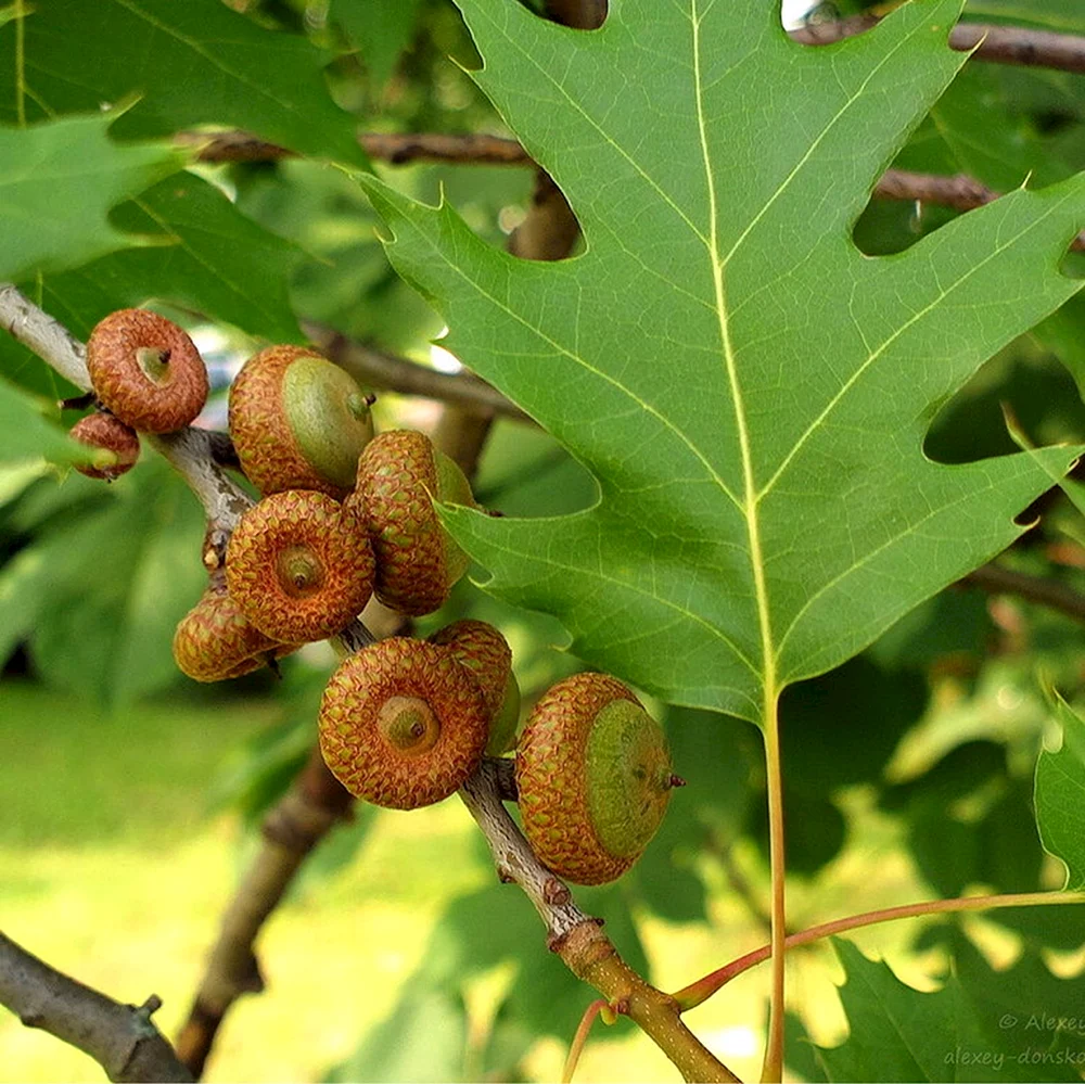 Quercus rubra желуди