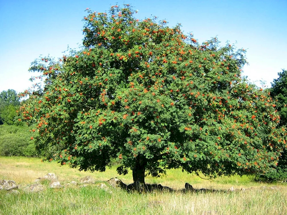 Рябина обыкновенная Sorbus aucuparia l.