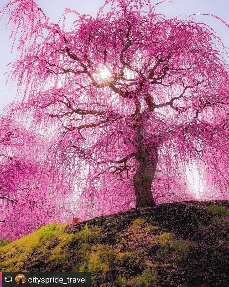 Розовое дерево Байя