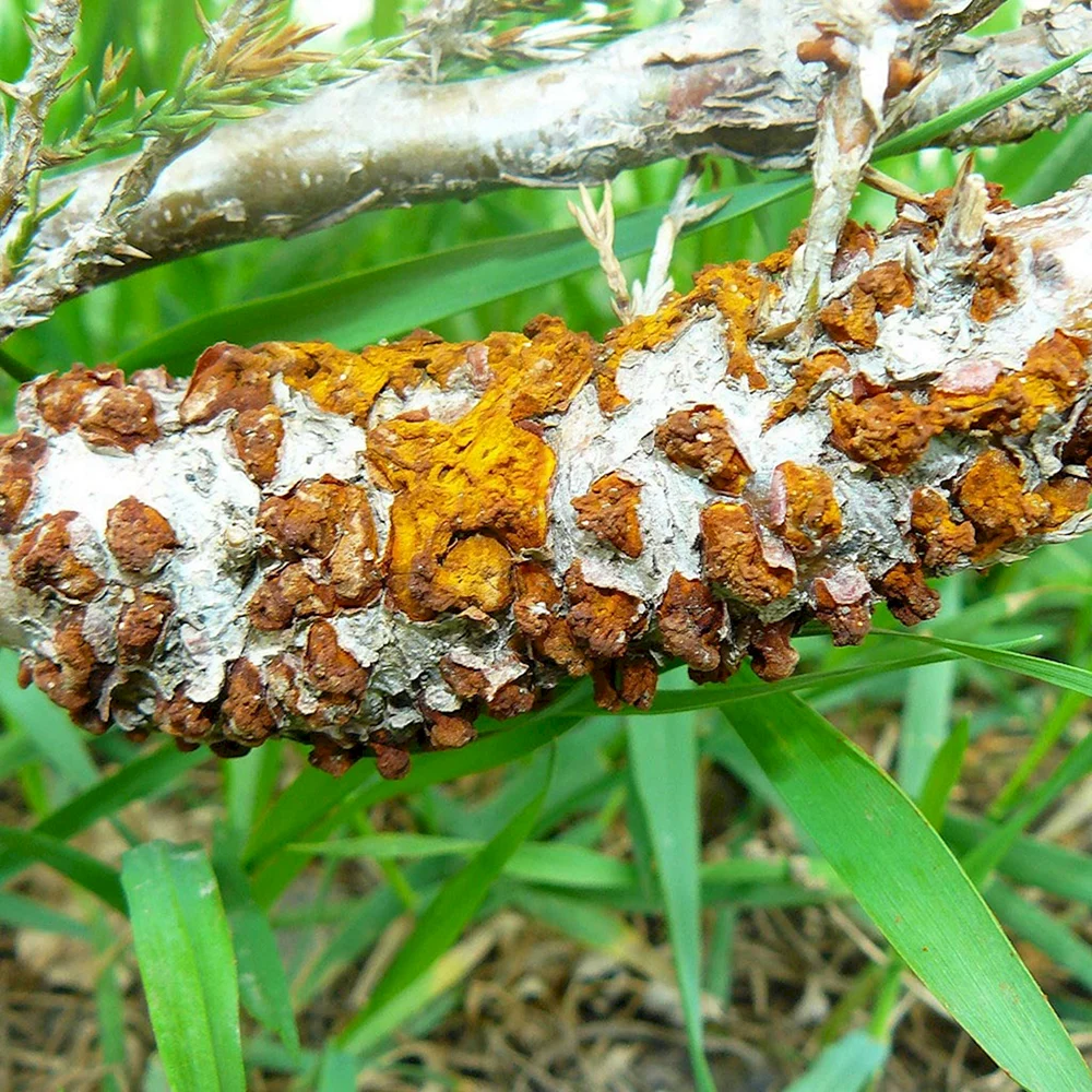 Ржавчинный гриб на можжевельнике