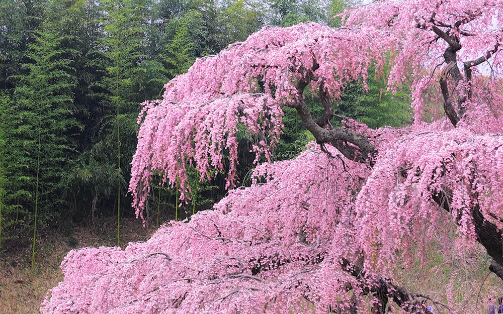 Сакура Кику шидаре дерево