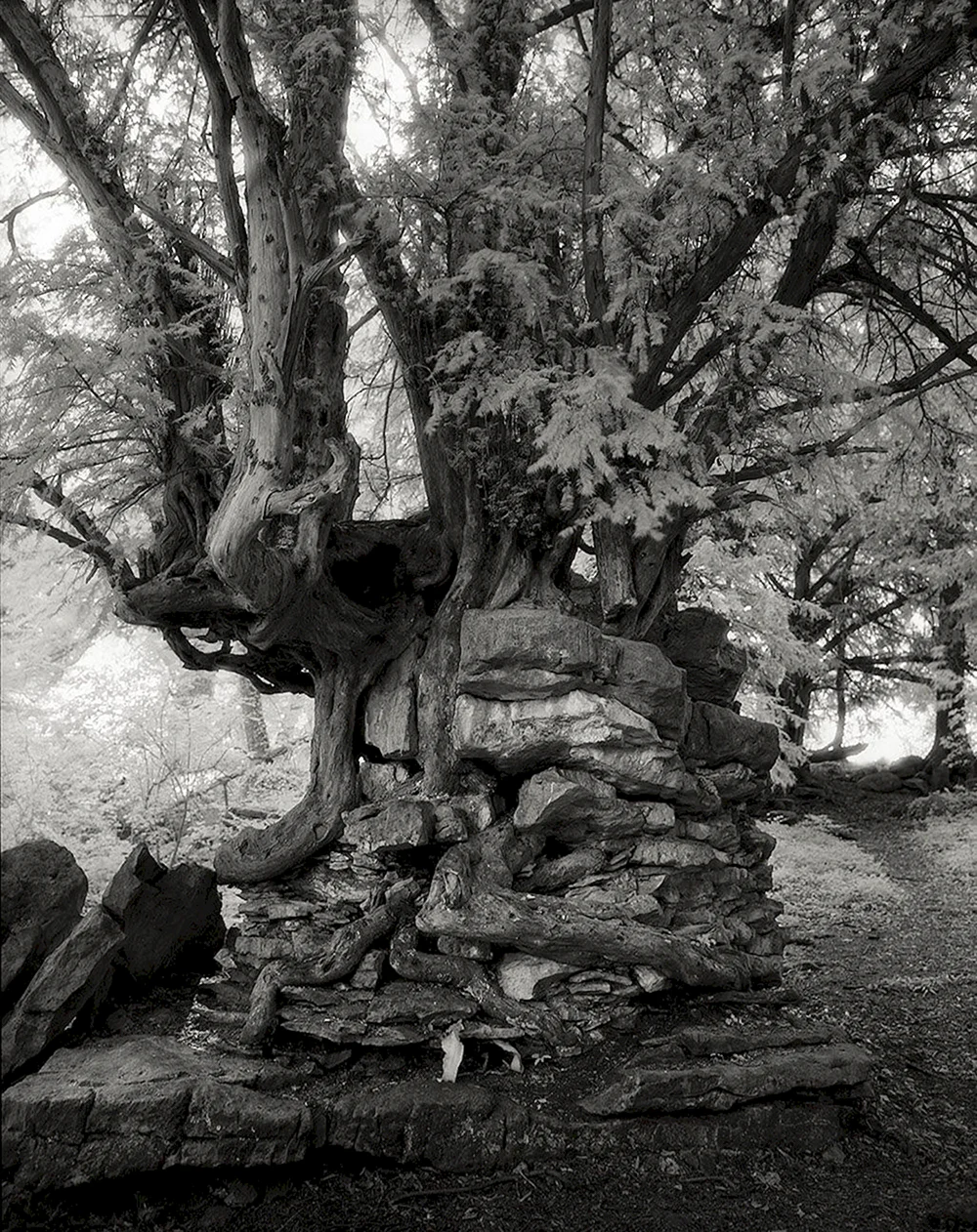 Самое старое дерево дальнего Востока - тис мудрец