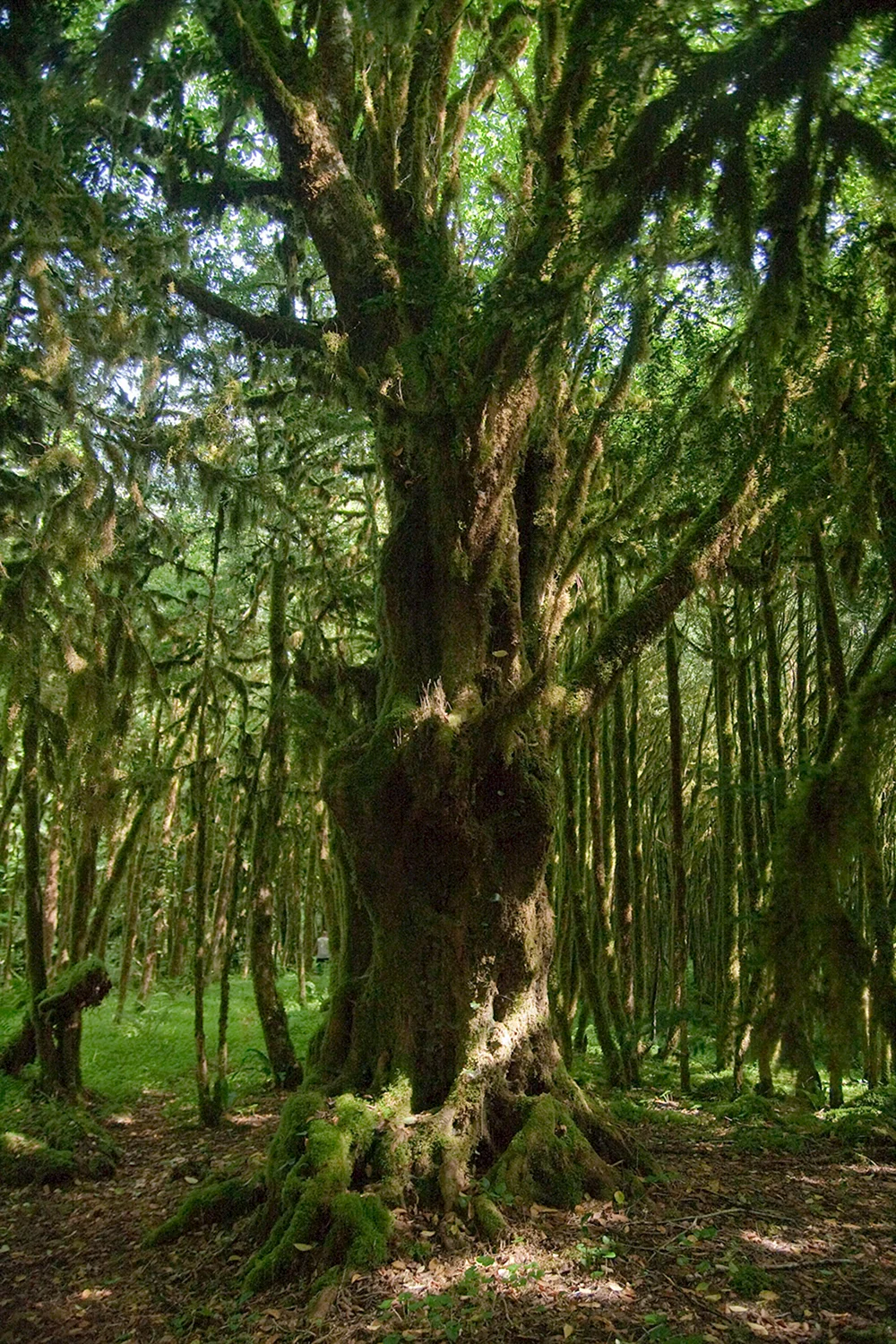 Самшит дерево Абхазия