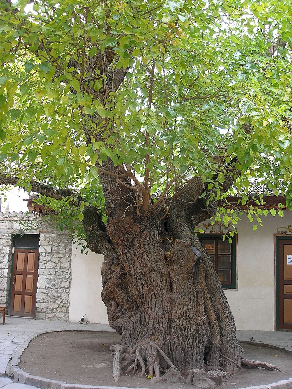 Шелковица дерево
