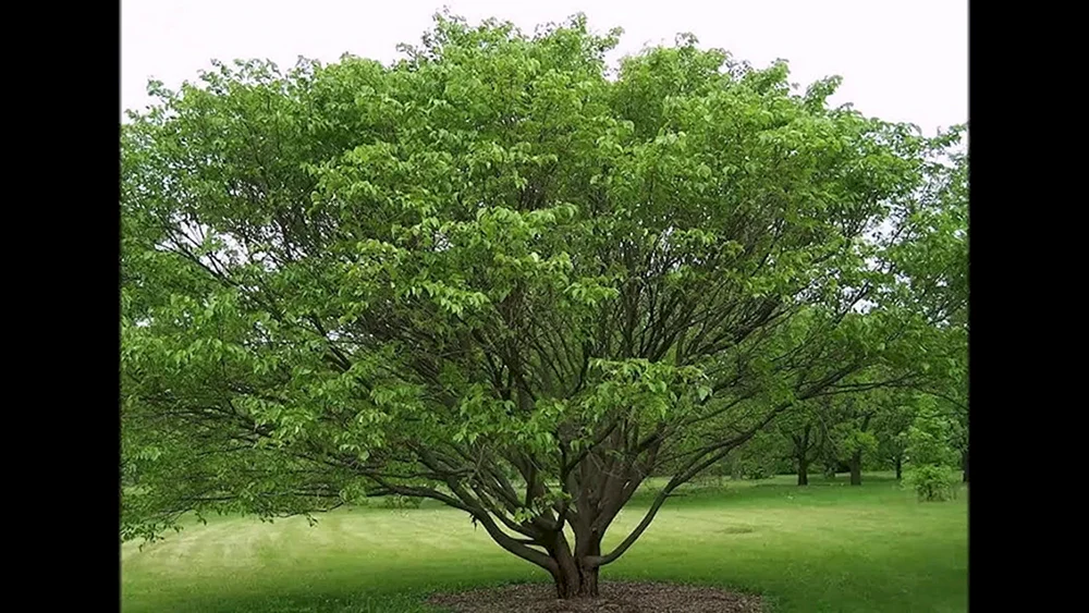 Шелковица дерево