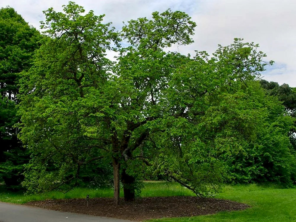 Шелковица Нигра дерево