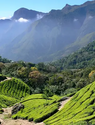 Шри Ланка чайные плантации