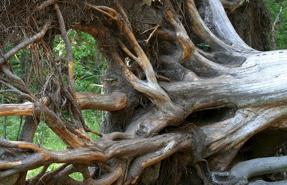 Сикельбуш дерево