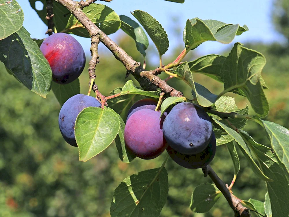 Слива Prunus domestica