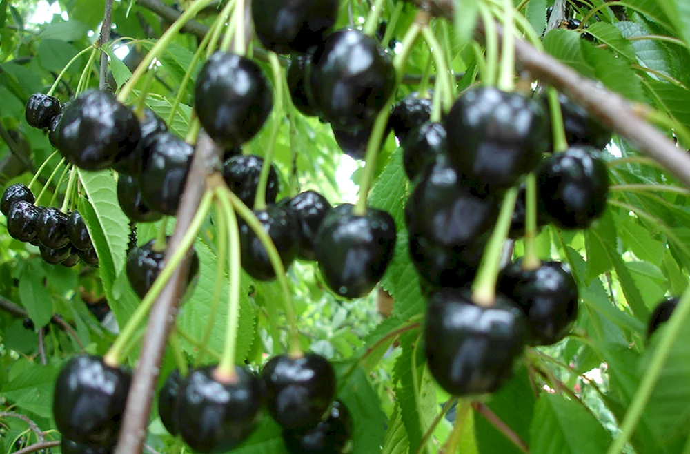 Сорт вишни Россошанская черная