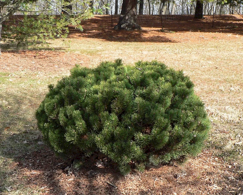 Сосна Горная Pinus mugo pumilio